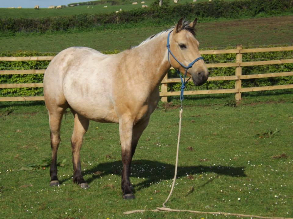 Quarter Horse mare, Wilden Drifting Ash